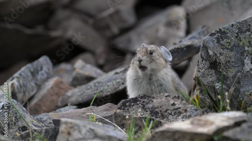 Wallpaper Mural Pika in the alpine in the Canadian Rockies Torontodigital.ca