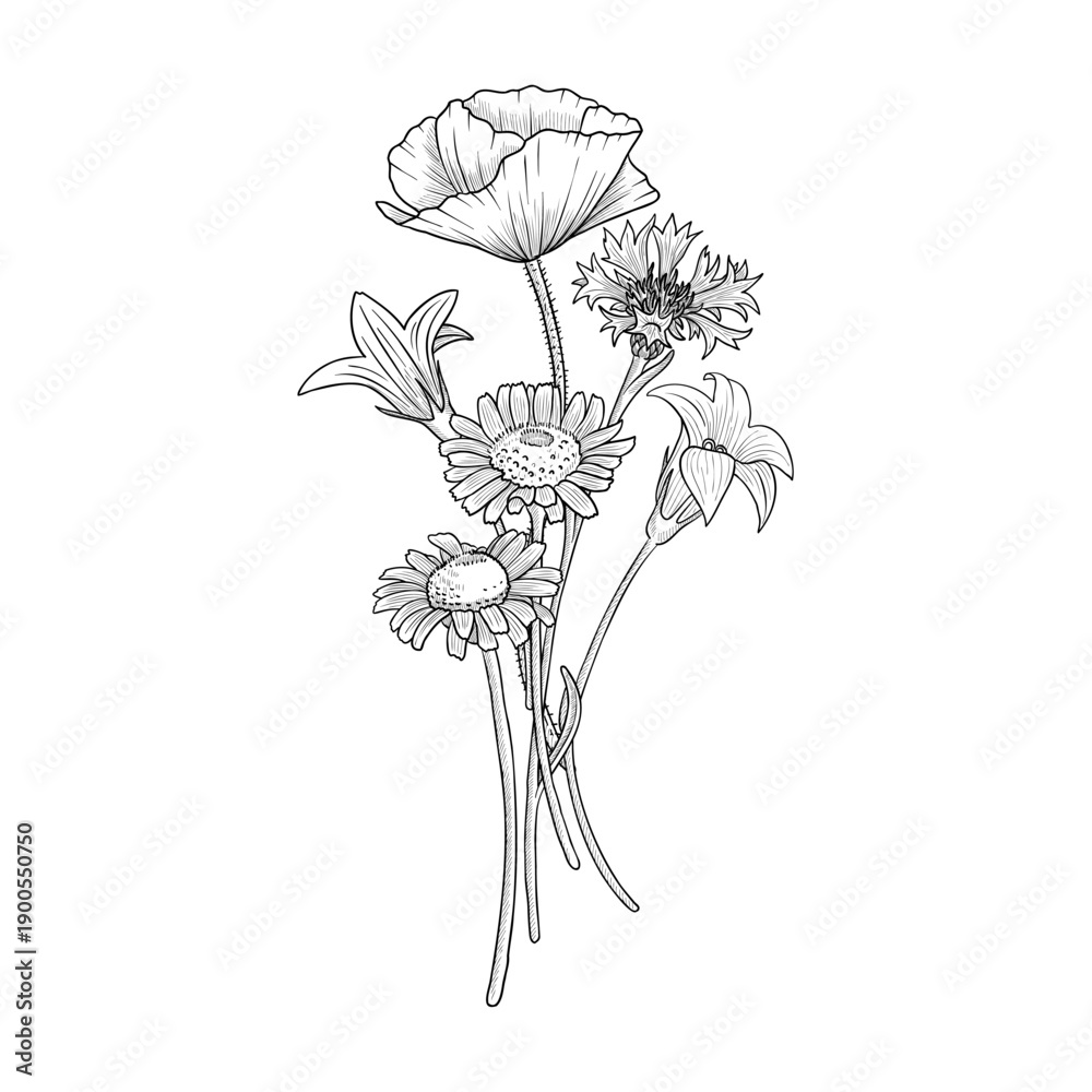 Fototapeta premium vector drawing flowers, bouquet of flowering wild plants, poppy, daisies,bells and cornflower, vintage style elements isolated at white background, hand drawn illustration
