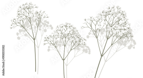 Delicate Sprigs of Baby's Breath Flowers with Soft Shadows on a White Background