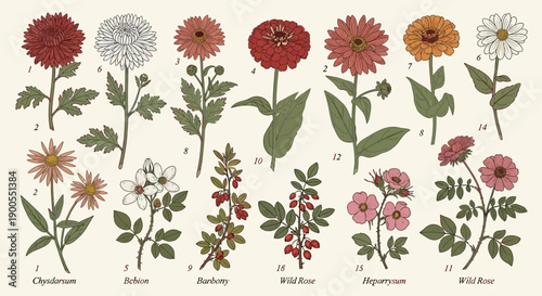 Vintage Botanical Illustration of Assorted Wild Flowers and Berries in Flat Design