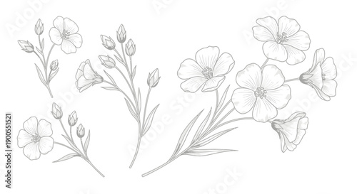 Delicate Flax Flowers and Buds in a Hand-Drawn Sketchy Style on White