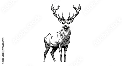 Majestic Stag with Large Antlers Standing Proudly Against a White Background