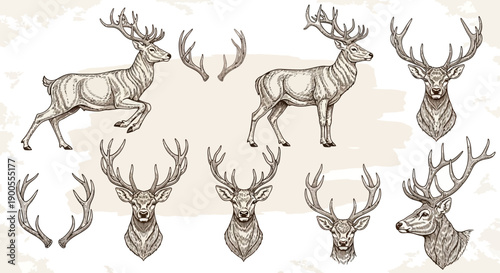 Collection of Hand-Drawn Deer and Antlers, Vintage Style Vector Illustrations