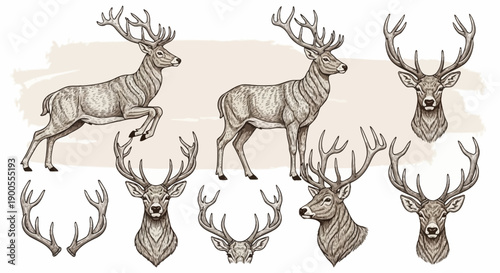 Collection of Deer and Antlers Illustrations for Wildlife and Nature Designs