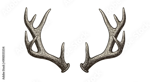 Vintage Engraved Antlers Silhouette, Symbolizing Nature and Wildlife