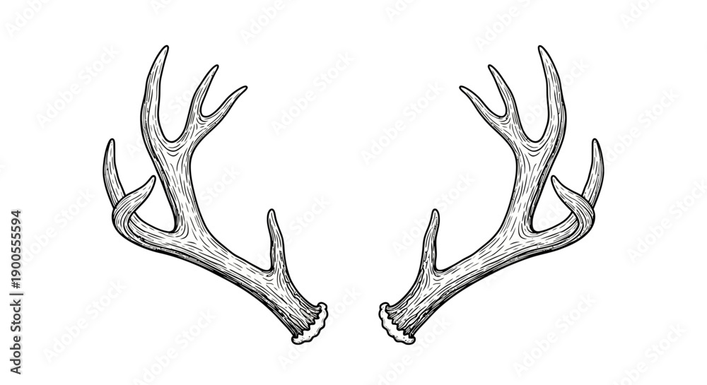 鹿ツノ」の写真素材 | 532,818件の無料イラスト画像 | Adobe Stock