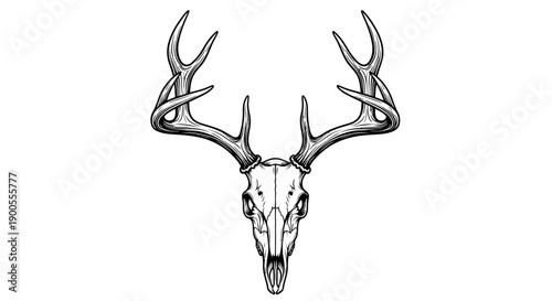 Stylized Deer Skull with Antlers, Tattoo Style Vector Illustration, Isolated on White