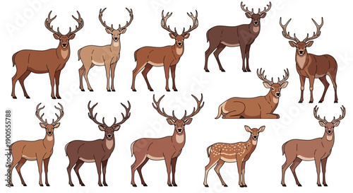 Collection of Diverse Deer Species with Antlers, Standing and Resting on White Background
