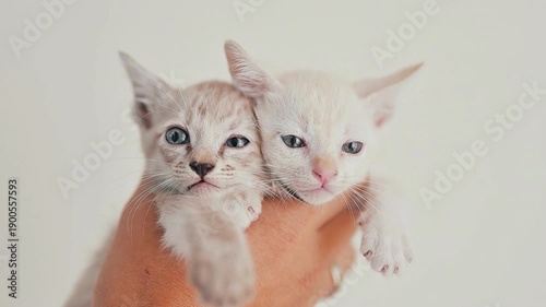 Two Adorable Tiny Kittens Held Together in One Hand: Cute Feline Siblings with Innocent Eyes Representing Pet Adoption, Care, and the Bonding Between Animals and Humans.