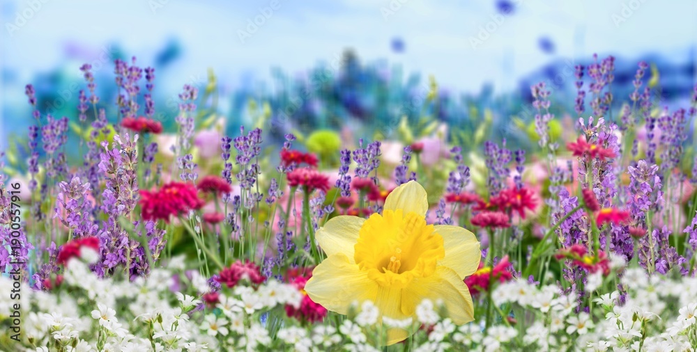 Fototapeta premium Colorful beautiful flowers at meadow in spring day