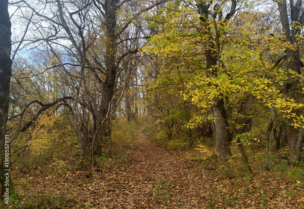 Fototapeta premium Autumn walks on a dirt road through a forest area in the morning in a mountainous area with sunrise