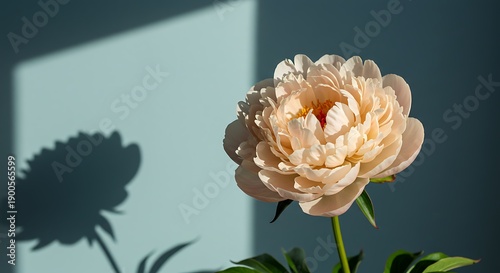 Pale Peach Peony Bloom, Dramatic Light and Shadow