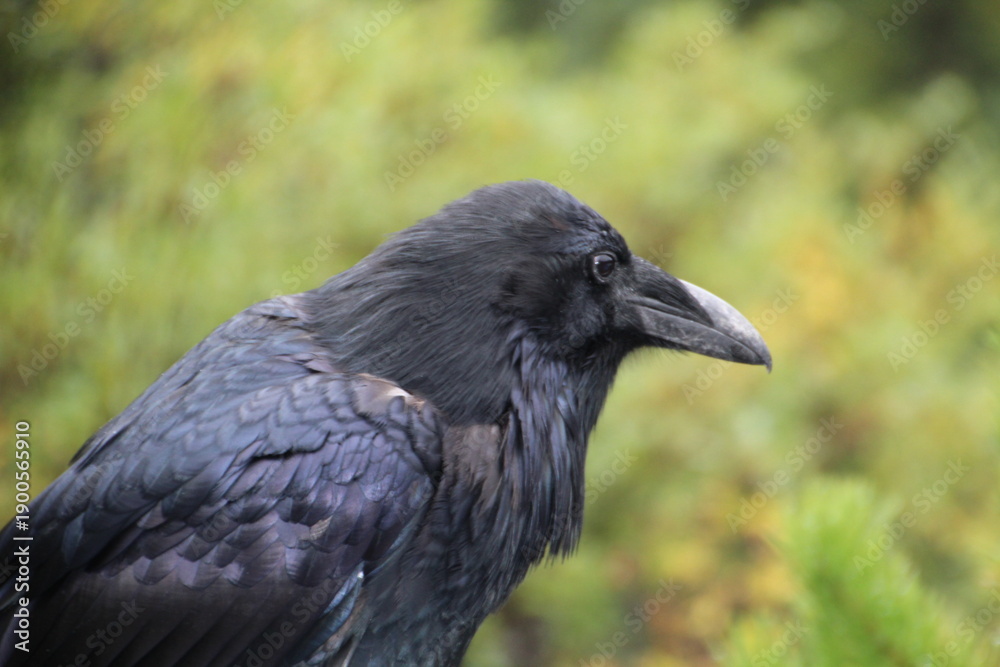 Fototapeta premium raven in the park
