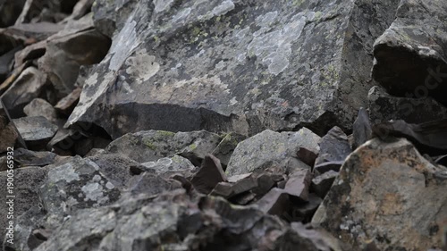 Wallpaper Mural Pika in the alpine in the Canadian Rockies Torontodigital.ca