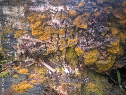 moss on the wood
