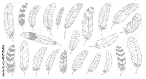 A collection of diverse, hand-drawn illustrations of various feathers, showcasing different patterns and textures.