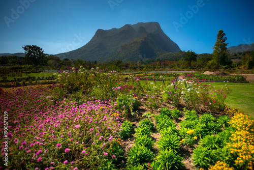 mountain landscape with flowers.Mountain views and flowers on a beautiful sunny day in Thailand.