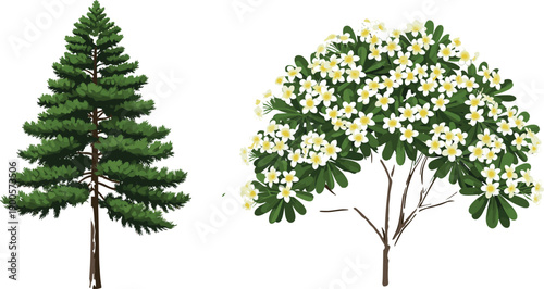 Evergreen Conifer Pine Tree and Tropical Flowering Frangipani Plumeria Plant Illustration Set Isolated on White Background for Nature Landscape Design