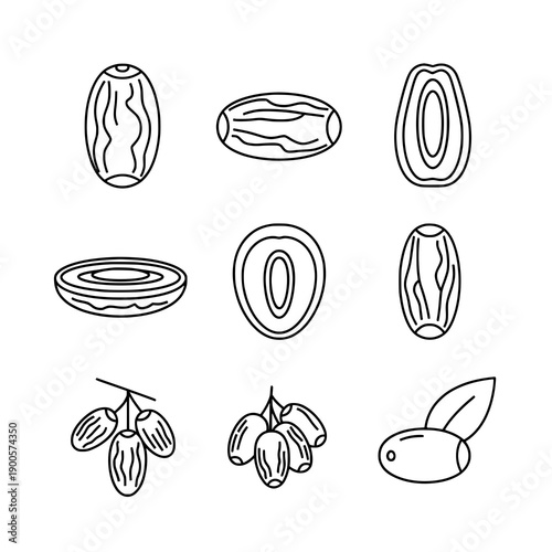 Dates fruit varieties outline black vector illustration set on white background