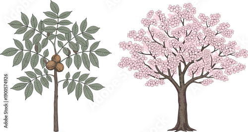 Hand Drawn Vector Illustration of a Walnut Tree with Nuts and a Pink Flowering Cherry Blossom Tree Isolated on White