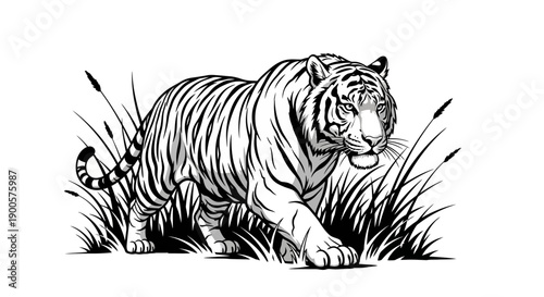 A detailed black and white illustration of a majestic tiger walking through tall grass, showcasing its powerful build and striking stripes.