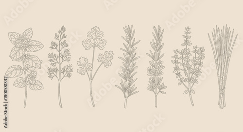 A detailed line drawing illustration of various fresh herbs, including basil, cilantro, rosemary, and chives, arranged in a row against a neutral background.
