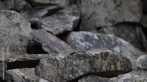 Wallpaper Mural Pika in the alpine in the Canadian Rockies Torontodigital.ca