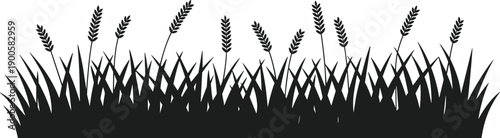 Black silhouette of grass blades and wheat stalks against a white background field nature