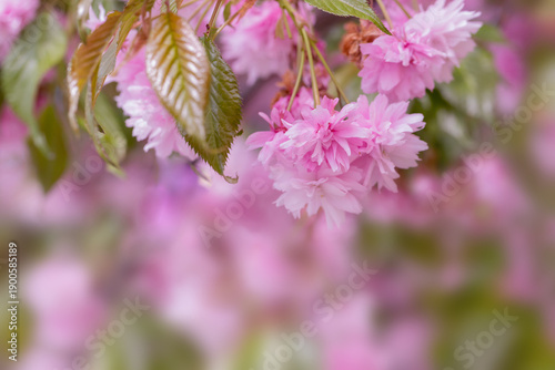 Beautiful close-up of vibrant pink cherry blossom flowers in full bloom, show...