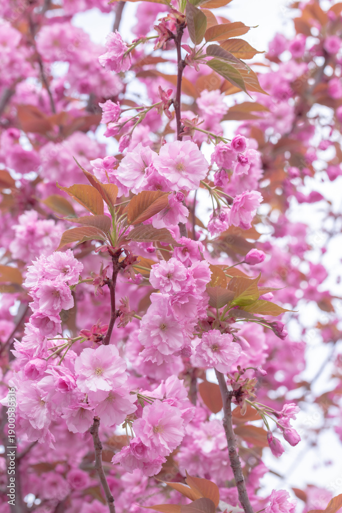 Obraz premium Close-up of pink cherry blossom sakura flowers in bloom