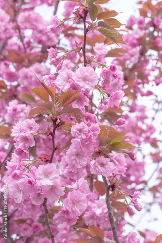 Close-up of pink cherry blossom sakura flowers in bloom