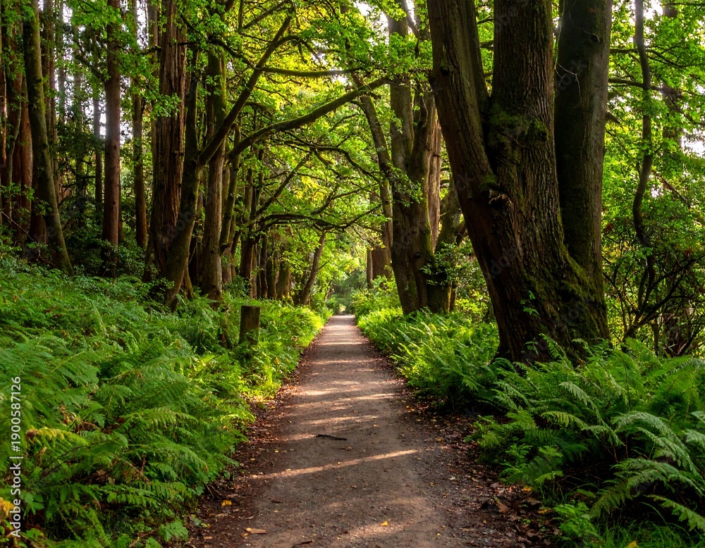 Fototapeta premium A serene forest path surrounded by lush greenery and tall trees