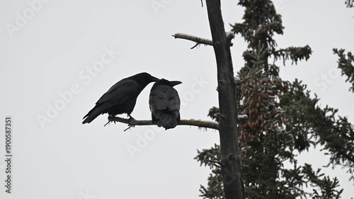 Wallpaper Mural Raven couple  Torontodigital.ca