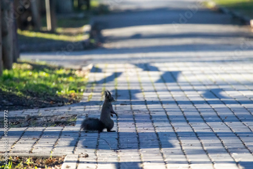 Fotografi A dark coated red squirrel halts on a paved park path with long shadows stretchi