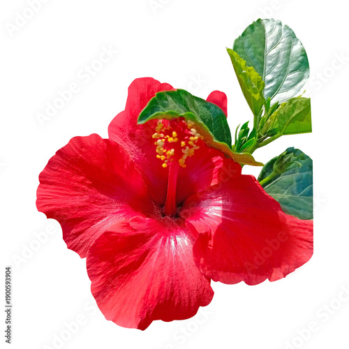 Wallpaper Mural Hibiscus flower with leaves stock photo Torontodigital.ca