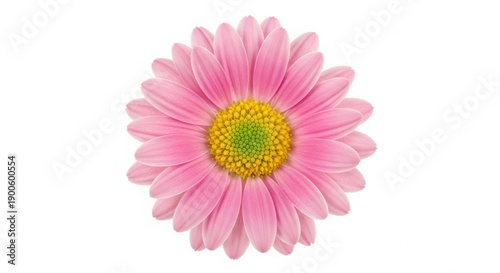 A beautiful single pink gerbera daisy blossom featuring vibrant petals is captured in a macro closeup and isolated on a white background to highlight its natural spring floral beauty