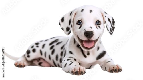 Wagging Tail Dalmatian