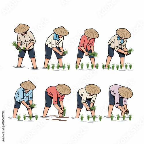 Set of farmers wearing conical hats diligently planting rice seedlings in a flooded paddy field.