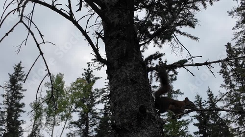Wallpaper Mural Red squirrel in the Canadian Rockies Torontodigital.ca