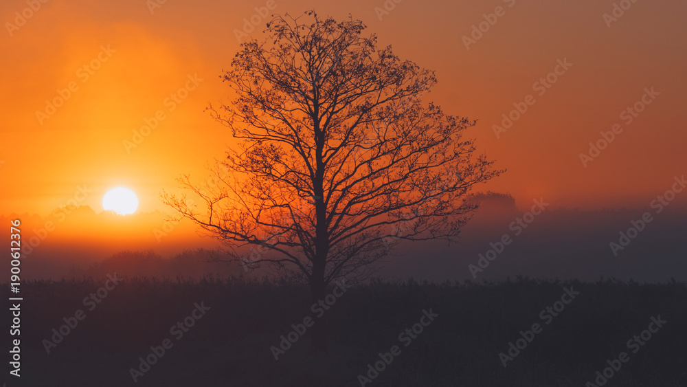 Fototapeta premium tree in the rays of the morning sun.