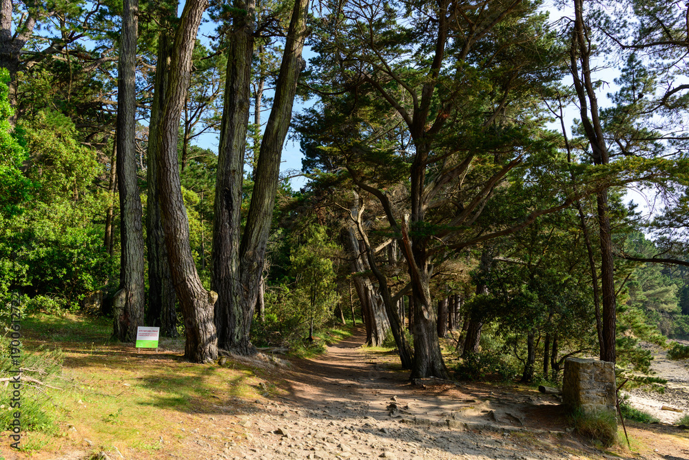 Fototapeta premium Winding dirt path lined with tall pine trees and dense greenery, bathed in warm sunlight along the forested coastline of Berder Island.
