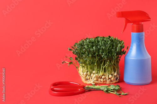 Fresh peas micro green with scissors and water spray on red background