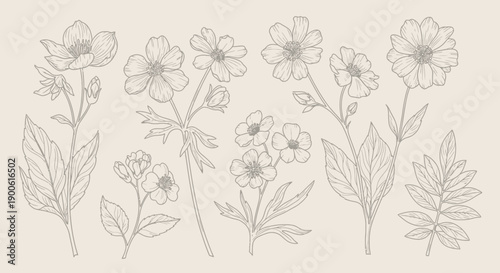 A collection of delicate, hand-drawn botanical illustrations of various wildflowers and leaves on a neutral background.