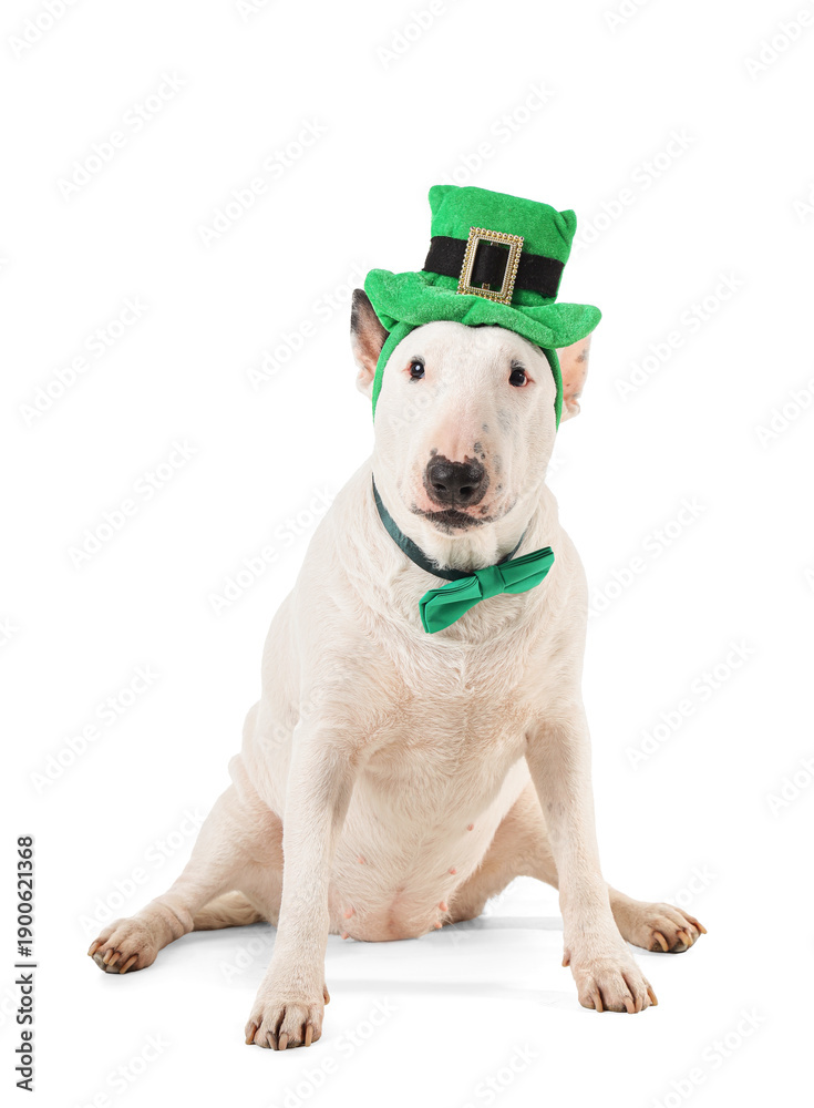 Fototapeta premium Cute Bull Terrier dog with leprechaun's hat and green bow tie on white background. St. Patrick's Day celebration