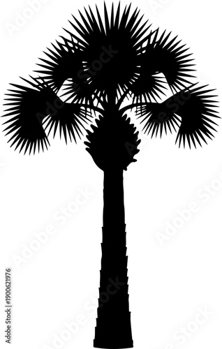 Palmetto Tree silhouette vector illustration