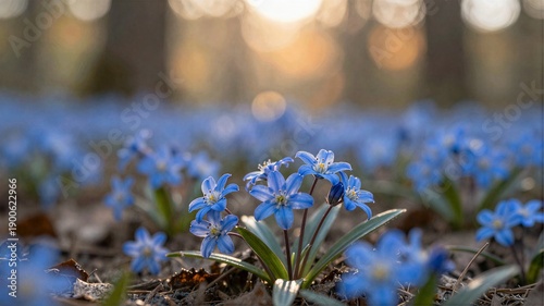 spring flowers in the forest
