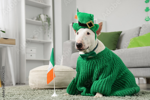 Cute Bull Terrier dog with ...