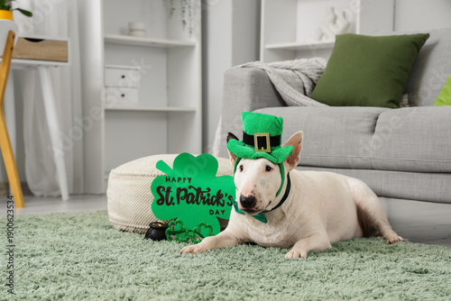 Cute Bull Terrier dog with ...