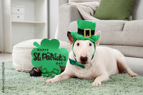 Cute Bull Terrier dog with ...
