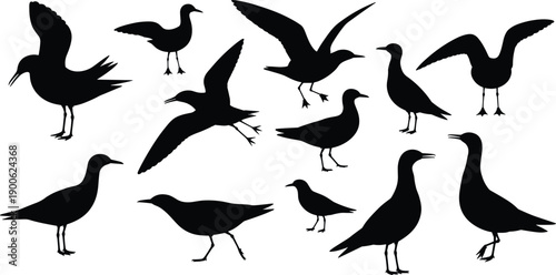Silhouette shorebirds collection, coastal bird shapes, flying and standing seabirds, ornithology illustration, wildlife pictogram, avian icon set, educational chart